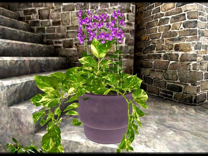 [AE] Home & Garden - Catnip Ivy Potted Plant pink