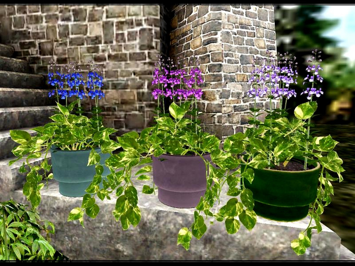 [AE] Home & Garden - Catnip Ivy Potted Plant Trio Set