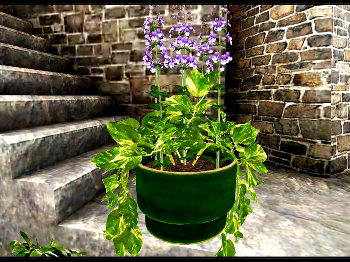 [AE] Home & Garden - Catnip Ivy Potted Plant green