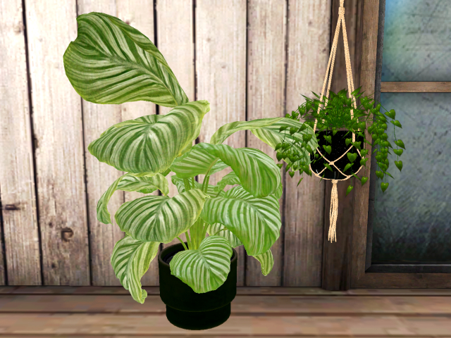 [AE] Home & Garden - House Plant Summer Set AC