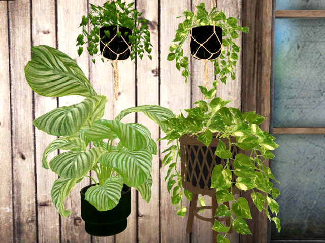 [AE] Home & Garden - House Plant Summer Bundle