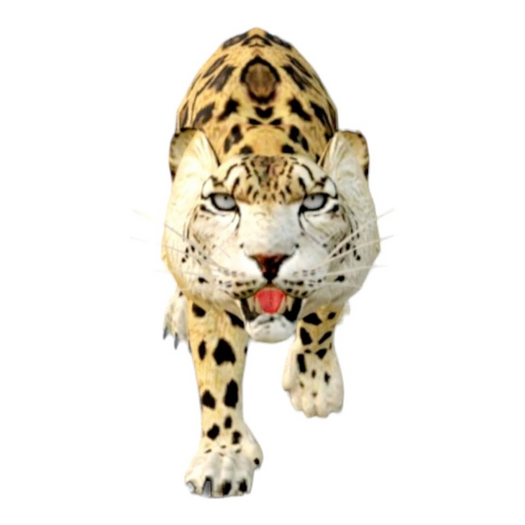 Leopard