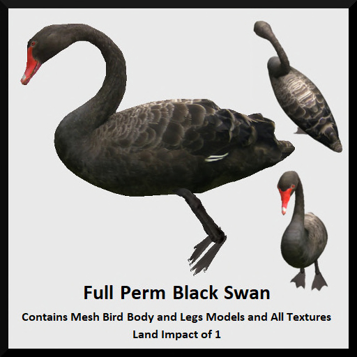 Full Perm Black Swan