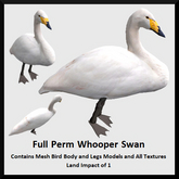Full Perm Whooper Swan