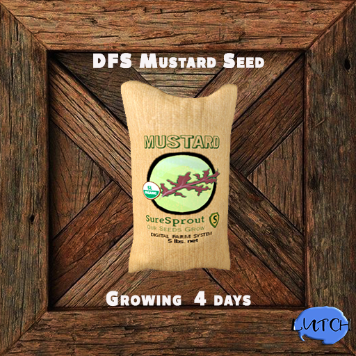DFS Mustard Seed 