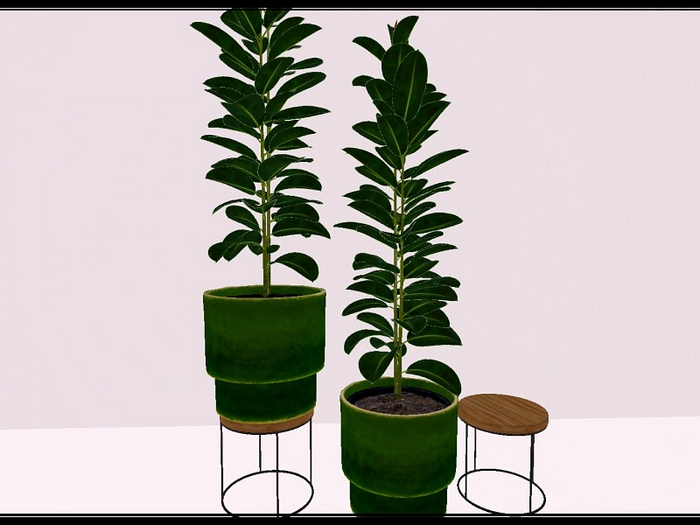 [AE] Home & Garden - Rubber Fig Plant & Stand