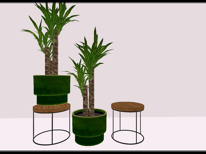 [AE] Home & Garden - Corn Plant & Stand