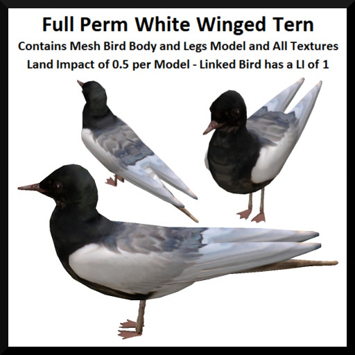 Full Perm White Winged Tern