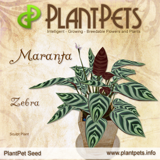 PlantPet Seed [Maranta *Zebra*]