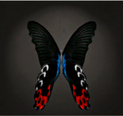 {Papillon} Fe/Sma/Vib/Hu/Butterfly/Faithful Cocoon