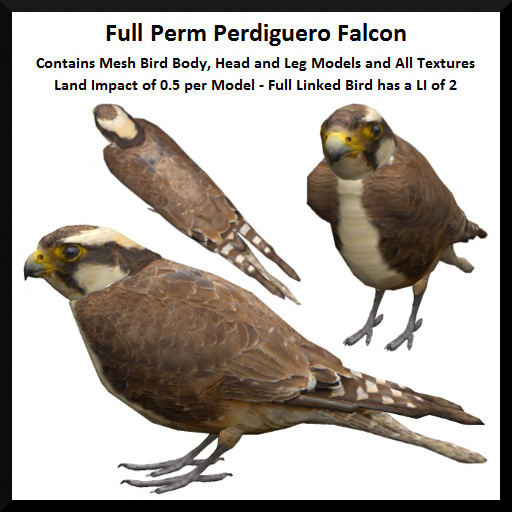 Full Perm Perdiguero Falcon
