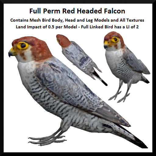 Full Perm Red Headed Falcon