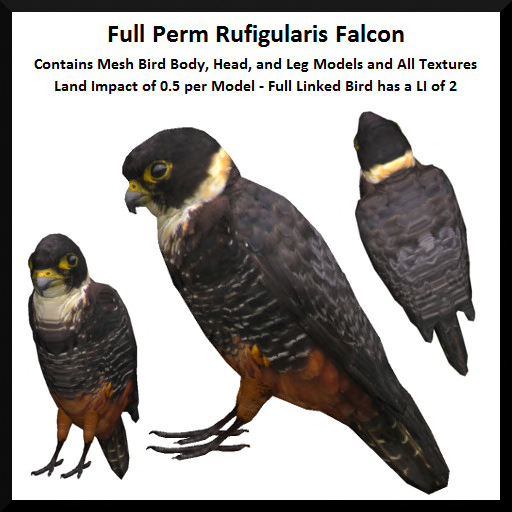 Full Perm Rufigularis Falcon