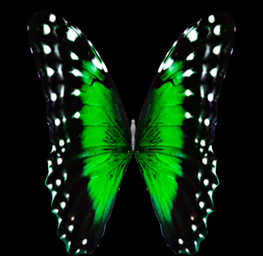 {Papillon} Fe/Mon/Fad/Hu/Butterfly/GrMorph Cocoon