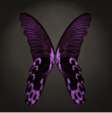 {Papillon} Ma/Mon/Shi/Qin/Bard/FaithfulC Cocoon