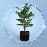 Black Palm Pot Plant