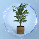 Brown Palm Pot Plant