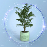 Mint Palm Pot Plant
