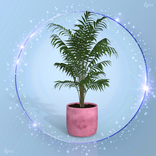 Pink Palm Pot Plant