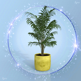 Yellow Palm Pot Plant
