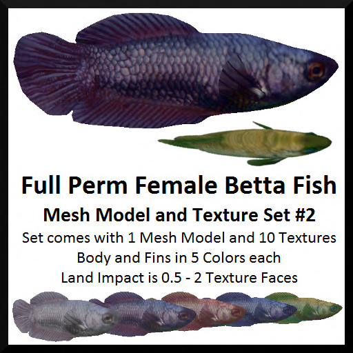 Full Perm Female Betta Fish #2