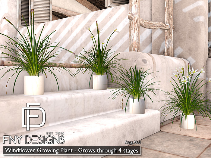 :FNY:Designs - Growing Plant Windflower