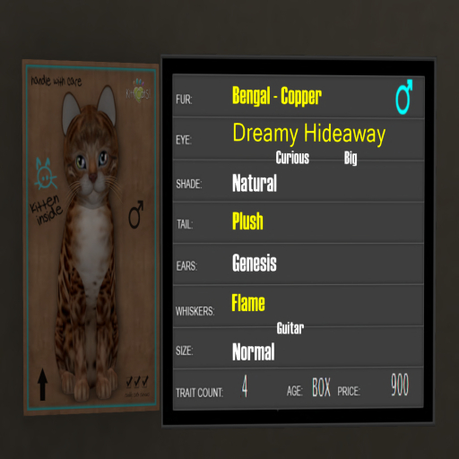 KittyCatS Box - 4T Bengal Copper 4