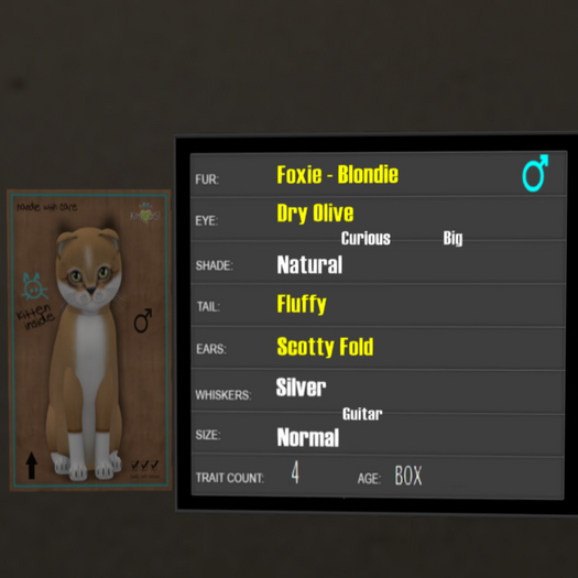KittyCatS Box - 4T Foxie Blondie