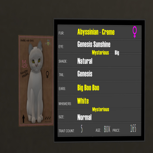 KittyCatS Box - 5T Abyssinian Creme