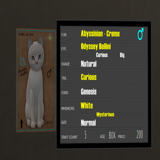 KittyCatS Box - 5T Abyssinian Creme 3