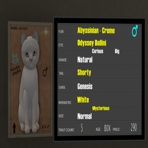 KittyCatS Box - 5T Abyssinian Creme 4