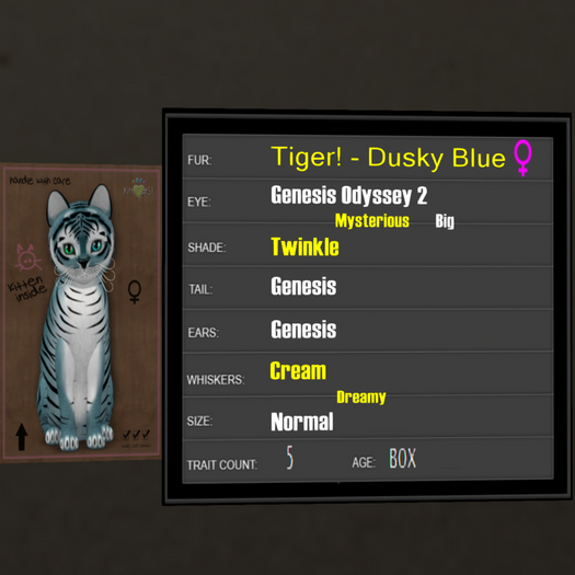 KittyCatS Box - 5T Tiger! Dusky Blue
