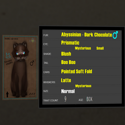 KittyCatS Box - 9T Abyssinian Dark Chocolate