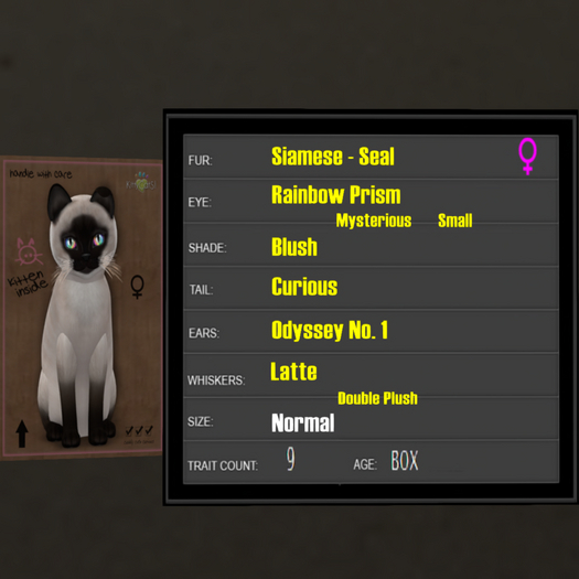 KittyCatS Box - 9T Siamese Seal