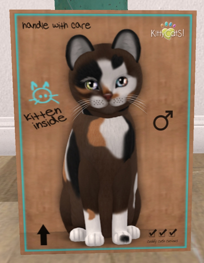 KittyCatS Box - New Born Kitten