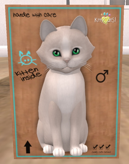 KittyCatS Box - New Born Kitten