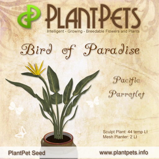 PlantPet Seed [Bird of Paradise *Pacific Parrotlet*], common / Trusted Breeder of PP