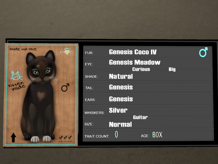 KittyCatS Box - 0T Genesis Coco IV male 2