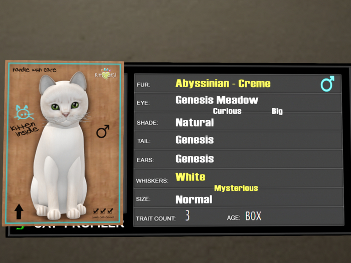KittyCatS Box - 3T Abyssinian Creme 2