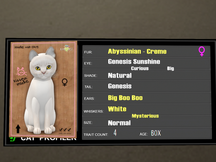 KittyCatS Box - 4T Abyssinian Creme 3