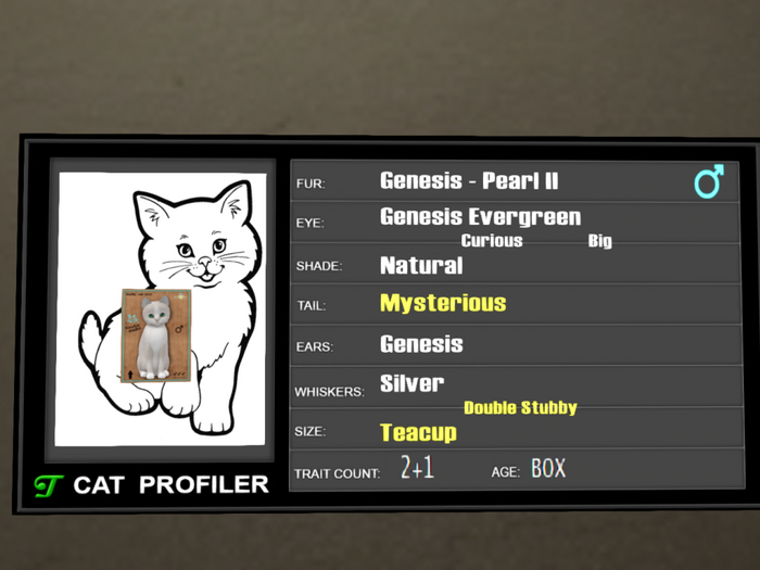 KittyCatS Box - 2T+1 Genesis Pearl II Teacup