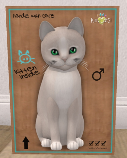 KittyCatS Box - New Born Kitten