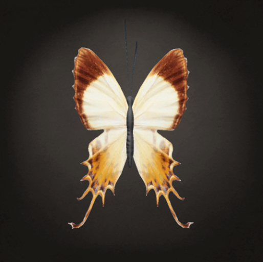 {Papillon} Ma/Sma/Spa/Fey/Butterfly/Frilled Cocoon