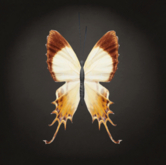 {Papillon} Ma/Sma/Spa/Fey/Butterfly/Frilled Cocoon