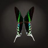 {Papillon} Fe/Mon/Nor/Rin/Butterfly/Fulgens Cocoon