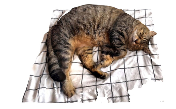 Sleep cat