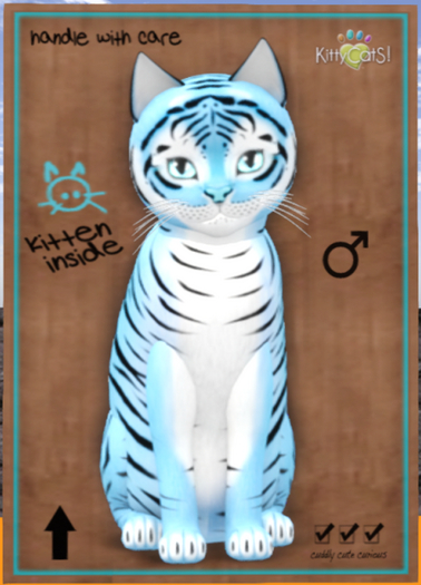 KittyCatS Box - Tiger! - Powder Blue