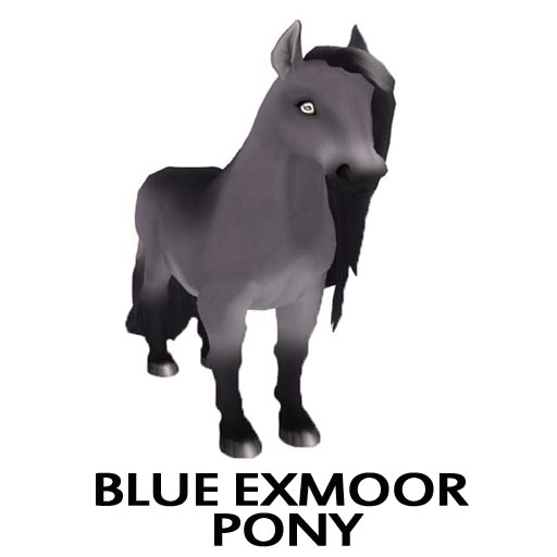 M BLUE EXMOOR PONY OPAL EYE