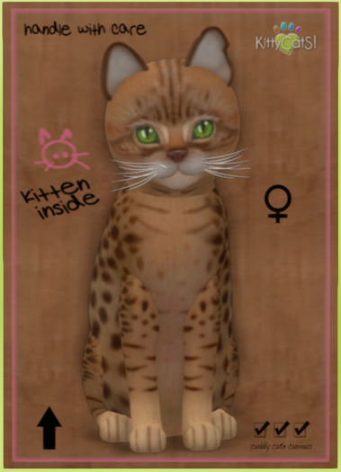 KittyCatS Box - Ocicat - Chocolate