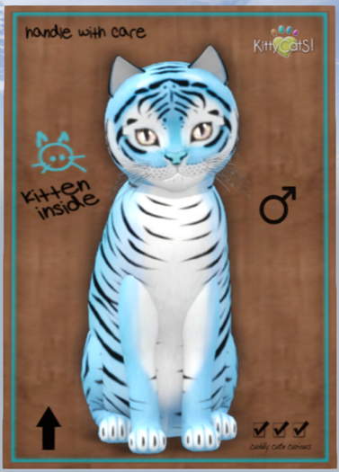 KittyCatS Box - Tiger! - Powder Blue